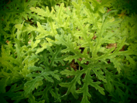 G271 / Pelargonium roseum